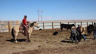 SOLD Docs White Boy quotGoodersquot Hip 63 at the 2021 Cody Horse Sale on May 8 [upl. by Lally412]