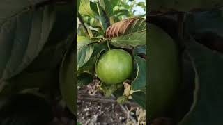 Fruit Market sopore  apples kashmirapplegarden fruit garden [upl. by Aidin]