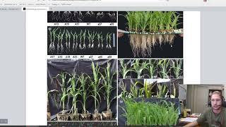 Can CRISPRCas9 genome editing dwarf maize [upl. by Cleasta833]