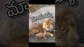 maamayyaa 😄 shorts ytshorts ytfunny animalfundub comedyfunny [upl. by Yentruocal]