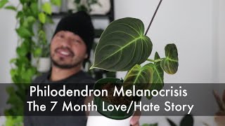 How I Saved My Dying Philodendron and Turned It Into 10 Baby Plants  Houseplant Update [upl. by Ykcim455]