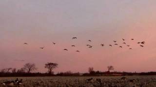 Goose Hunting in Manitoba A 16 Bird limit in 40 minutes [upl. by Assenov991]