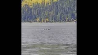 hike Shuswap Falls and Mabel Lake  Lumby BC britishcolumbia birds loon birding lovebirds [upl. by Anaitak]