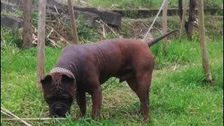 RARE ANCIENT CHONGQING DOG [upl. by Ramas]