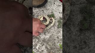 Southern hognose snake playing dead in Florida shortsfeed snake herping [upl. by Mira]