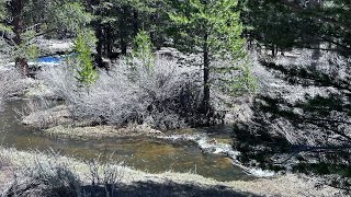 FLY FISHING FOR BIG GOLDEN TROUT EASTERN SIERRAS [upl. by Assetniuq]