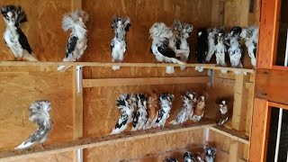 The Best Jacobin Pigeons Farm [upl. by Halet478]