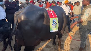 🌹🌹PDFA Jagraon Murrah Buffalo Beauty Compitition  Champion Murrah Buffalo [upl. by Yesdnik]