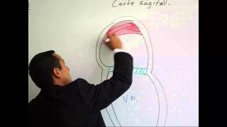 Tabicación Interatrial e Interventricular [upl. by Rexford]