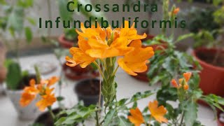 Crossandra infundibuliformis  firecracker flower plant  flowering plant  Plant Care [upl. by Filippa702]