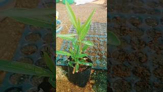 rooted planting of nerium oleander gardenplant cutting propagation ideas shortsfeed viral [upl. by Swayder605]