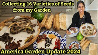 Collected 16 Varieties of Seeds from my Garden for Next Season  Happy Vlog tamil usa 2024 vlog [upl. by Mateya]