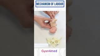 Mechanism of Labour amp various fetal positions [upl. by Albright]