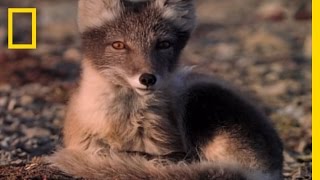 Arctic Fox vs Murres  National Geographic [upl. by Agate]