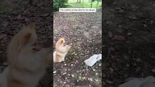 Dog and rabbits🐕🥰🐇rabbits dog fyp doglover dogsoftiktok [upl. by Noramac]