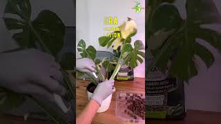 Monstera Thai Constellation Propagation in Water part 1 thegreenearth plants monstera [upl. by Ayikan168]