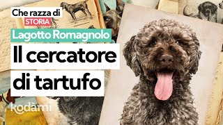 Cosa devi sapere sul Lagotto Romagnolo caratteristiche e storia del quotre del tartufoquot [upl. by Arres]