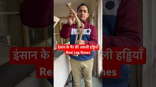 इंसान के पैर की असली हड्डियाँ  Real Leg Bones  Tibia amp Fibula  shorts viral youtubeshorts [upl. by Hussein]