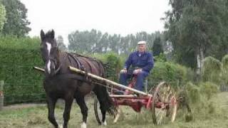 der Gelderländer  het Gelders paard  the Gelderlander in Deutsch [upl. by Ahsercel]