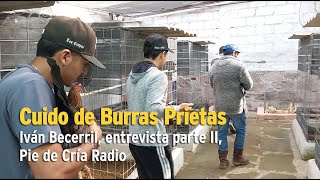 Cuido de Burras Prietas Iván Becerril entrevista parte II Pie de Cría Radio [upl. by Hebrew874]