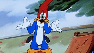 Woody Woodpecker  Droolers Delight  1949  Classic Cartoon [upl. by Melisande328]