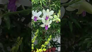 Dendrobium orchid care najisworld orchidworld dendrobium onlinesale [upl. by Pinzler906]