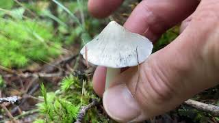 Silky shiny white fibercap mushroom Inocybe geophylla [upl. by Corwin]