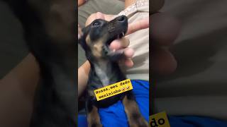 Pinscher mordedor pinchers feedshorts [upl. by Moser157]