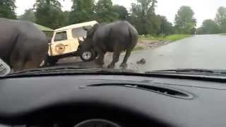 Rhinos charge at car Near Miss [upl. by Ainitsirhc]