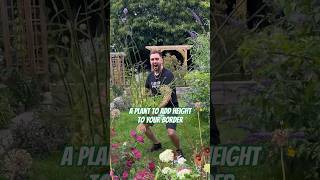 Adding Verbena Bonariensis to my garden  A great perennial to add height and structure [upl. by Woodward]