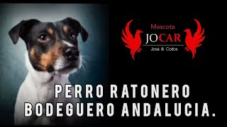 Perro Ratonero Bodeguero Andalucía [upl. by Azila]