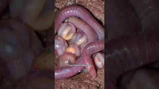 Caecilians  Giant Fanged Worms [upl. by Broeder609]