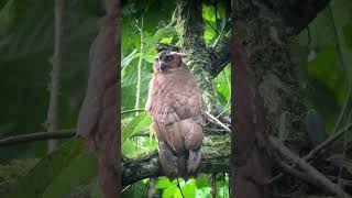 Crested Owl at Rancho Naturalista  Costa Rica 2024 calypturaexpeditions natgeo [upl. by Namdor]