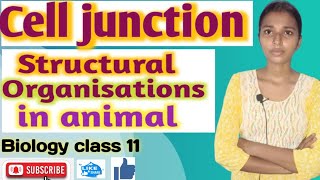 cell junction structural organisations in animal Biology class 11  NEET UP board [upl. by Tati]