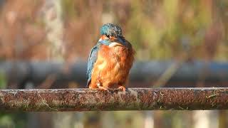 Kingfisher on the bars [upl. by Enileuqkcaj]