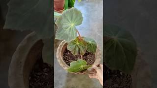 Begonia Plant Propagation from cutting 💚✨ 100 Guaranteed success shorts garden plants [upl. by Sihonn]