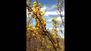 Bees on Twisted Acacia in DHanis [upl. by Quar]