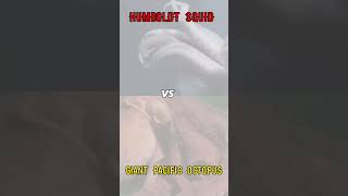 Humboldt Squid vs Giant Pacific Octopus squid octopus animals amazingfacts shorts [upl. by Fabrianna976]