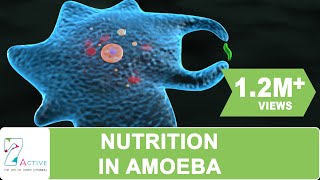 NUTRITION IN AMOEBA [upl. by Orin]