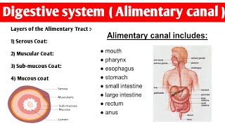 Alimentary Tract Anatomy  4 layers of alimentary canal  digestivesystem anatomy and physiology [upl. by Mata143]