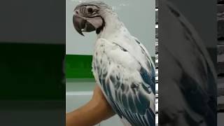 Rarest and most expensive parrot  macaw in the world [upl. by Murvyn]