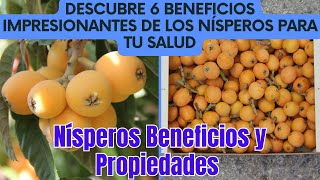 Nísperos Beneficios  Descubre 6 Beneficios Impresionantes de los Nísperos para tu Salud [upl. by Dafodil]