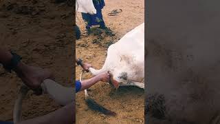 How to check temperature in cattle animals treatment shorts [upl. by Sackville]