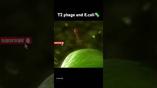 T2 phage and Ecoli 🦠 t2phage ecoli bacteria virus botany zoology itzkaium999 [upl. by Lua]