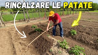 COLTIVARE le PATATE con la TECNICA del RINCALZO [upl. by Paugh]