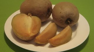 How to Eat Sapodilla Sapota Chikoo Chiku Naseberry Chico Fruit [upl. by Ynnahc]