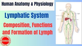 Lymphatic System I Composition Function amp Formation of Lymph I HAPpharmacy [upl. by Eboj]