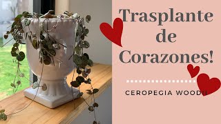 👩🏼‍🌾 Trasplantando Ceropegia Woodii Cuidados y Tips [upl. by Weibel]