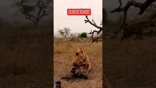 Lion vs Hyena Battle lion wildlife animals reels safari trending shorts lion hyena [upl. by Johnette]