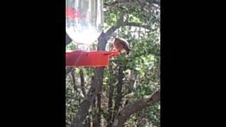 Chirping Baby Hummingbird May 2013 [upl. by Sontag147]